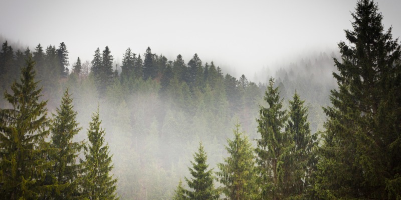 Evergreen trees in fog