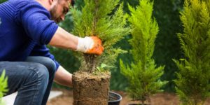 man-planting-evergreen-tree-picture-id938493036