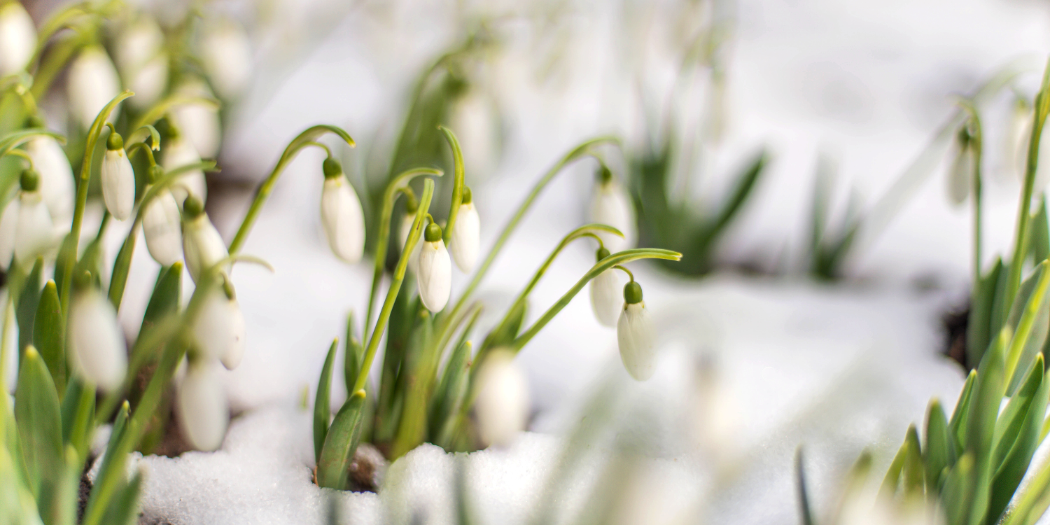 Snow Drop flowers - Winter Landscape Design: Harmonizing Hardscape and Softscape Features