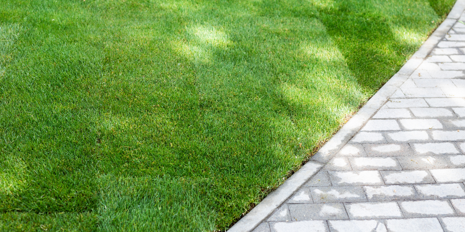 Fresh cut grass - What to Know About Sod Installation: Your Questions Answered 