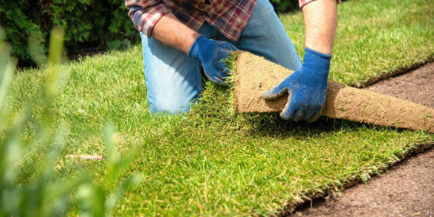 Landscaper Installing new sod - What to Know About Sod Installation: Your Questions Answered 